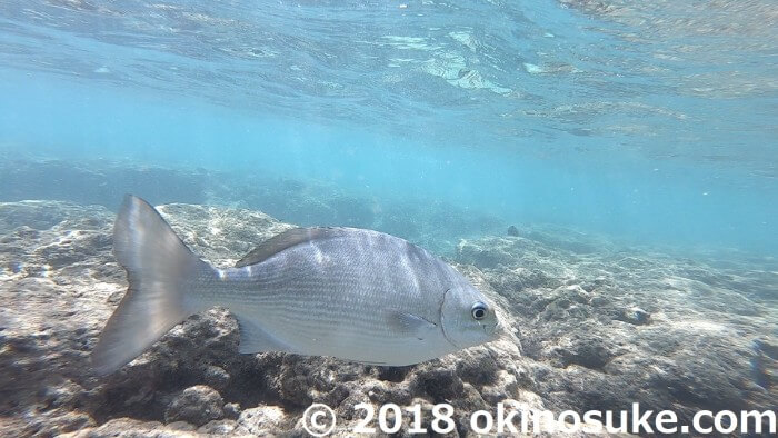 ハナウマ湾　魚