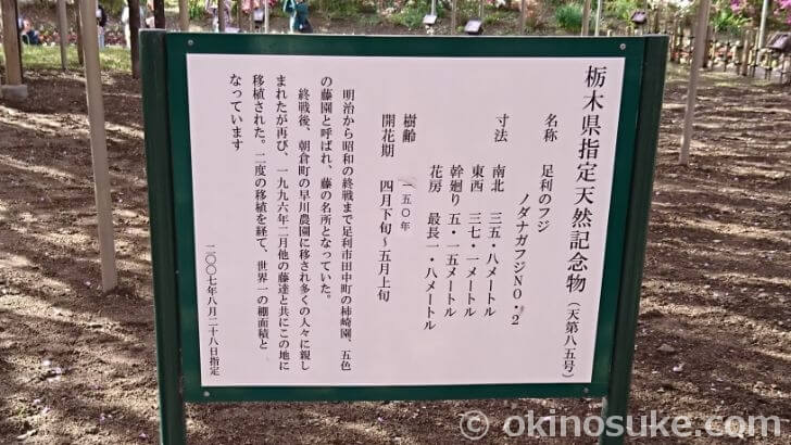 あしかがフラワーパークの大藤は栃木県指定の天然記念物