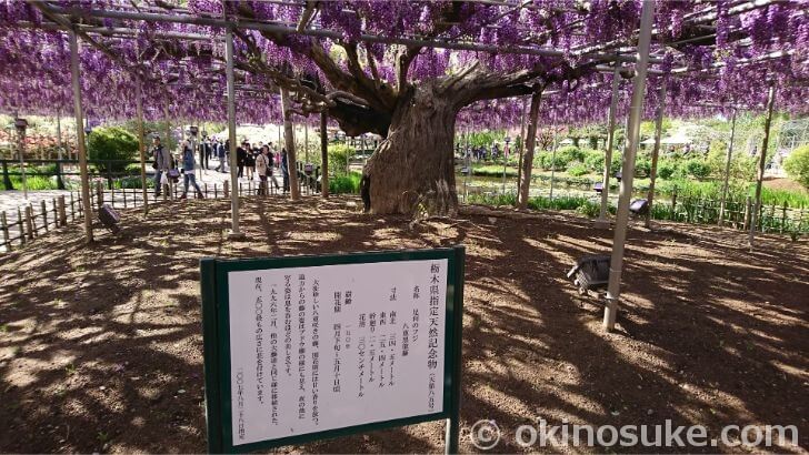 八重黒龍藤の栃木県指定天然記念物の看板
